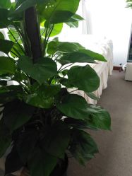 -尚美日式美甲美睫工作室