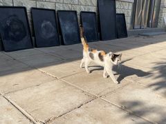 -北京京卫宠物寄养训练中心