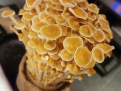 活体金针菇-麻路成都火锅(柏威年店)