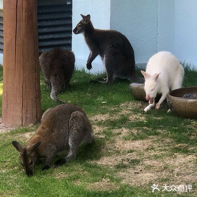 五一去哪玩|温州极地海洋世界 太太太可爱啦!