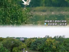 -大湾区中央湿地公园
