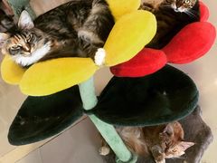 -70cat德文卷毛猫·缅因猫纯种猫舍