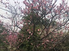 -香雪海