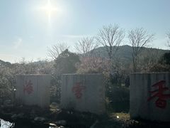 -香雪海