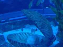 -芜湖新华联大白鲸海洋公园