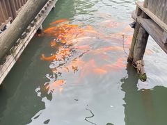 -茅老太臭豆腐