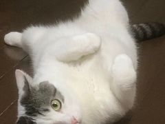 -瑞派天宁宠物医院·猫科·异宠中心