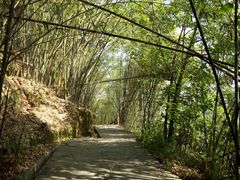 -铁山坪森林公园