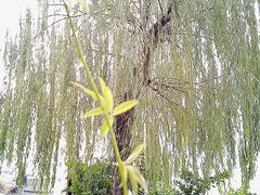 -观桥阁(锦溪店)