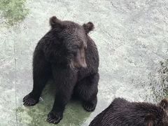 -深圳野生动物园