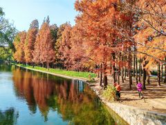 -上海共青森林公园