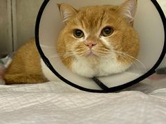 -瑞派康怡24h宠物医院·犬猫医疗中心·微创绝育(瑞景分院)