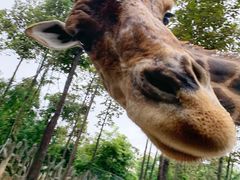 -清迈夜间动物园