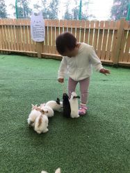 -萌宠亲子动物乐园(槐房万达店)