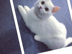 喵的天空-喵的天空名猫咖啡馆·撸猫·猫舍·用品