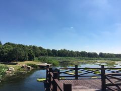 -荷塘月色湿地公园·向阳花洲