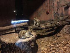 -清迈夜间动物园