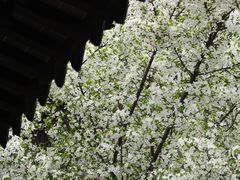 -莫愁湖公园