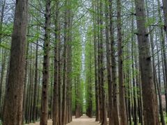 -渡海小渔村.老辈日照菜