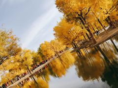 -金塔沙漠胡杨林景区
