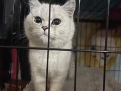-宠颐生汉谟拉比宠物医院