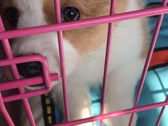 -翊宠yipet猫狗购宠庄园犬舍•猫舍