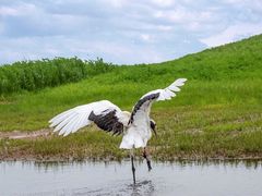-黑龙江扎龙生态旅游区