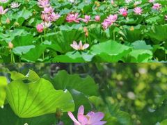 -昆山城市生态森林公园