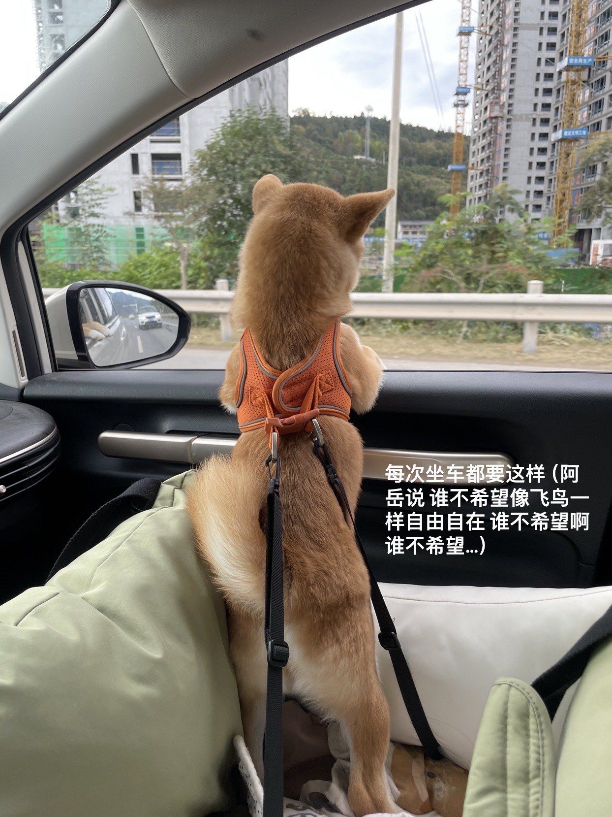 狗狗坐车的时候