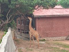-深圳野生动物园