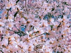 -桃花堤公园