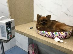 手术后-伟伟宠物医院·CT影像中心·瑞派犬猫综合性门诊(汉口总院)