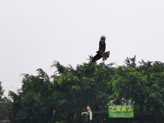 -广州长隆飞鸟乐园