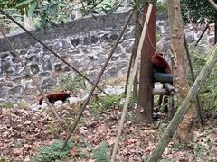 -都江堰中华大熊猫苑