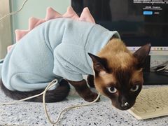 -瑞派申生动物医院·24H夜诊·国际动物医疗中心·骨外科(吴中路店)