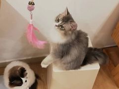 -有喵·猫咖·狗咖·30几只猫10只小狗(岗厦店)