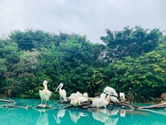 -珠海长隆海洋王国