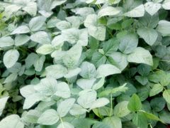 -金明姬铁锅炖(东坝店)