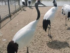 -盐城丹顶鹤湿地生态旅游区
