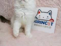 -十年猫舍·猫咪专门店(普陀店)