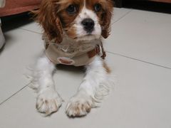 -天宠宠物医院24小时·急重症诊疗中心·全科·腔镜特色(和平分院)