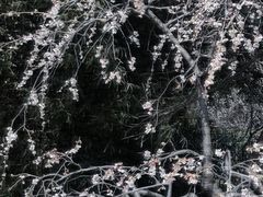 -梅花山(明孝陵内)