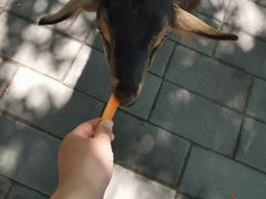 -北京鹿世界主题园