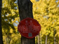 -黄兴公园