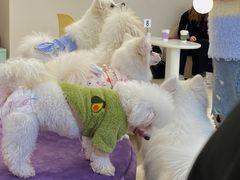 -怪兽屋·羊驼·猫咖·狗咖(俊华广场店)