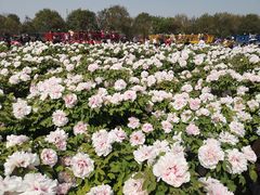 -曹州牡丹园