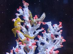 -欢乐海岸海洋奇梦馆