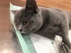 -爱侣宠医·鹦鹉专科·小型哺乳类·异宠专科(灵石路店)