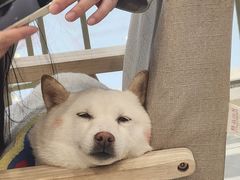 -柴犬小屋·柴餐厅·狗咖食堂(金鼎广场店)