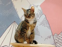 -滚猫咖啡·猫咖·猫友好撸猫(未来城店)